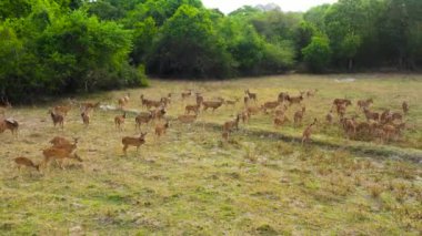 Benekli geyik sürüsünün havadan görünüşü Sri Lanka doğa koruma alanında otluyor..