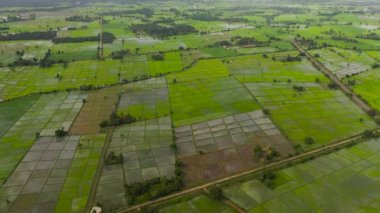 Aerial view of green rice fields of farmers in rural area on Sri Lanka.