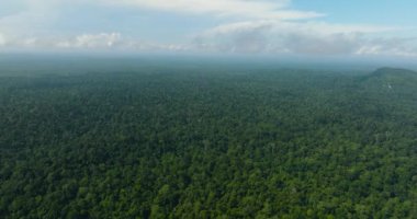 Borneo adasının üst manzarası yağmur ormanları ve ormanlarla kaplıdır. Malezya.