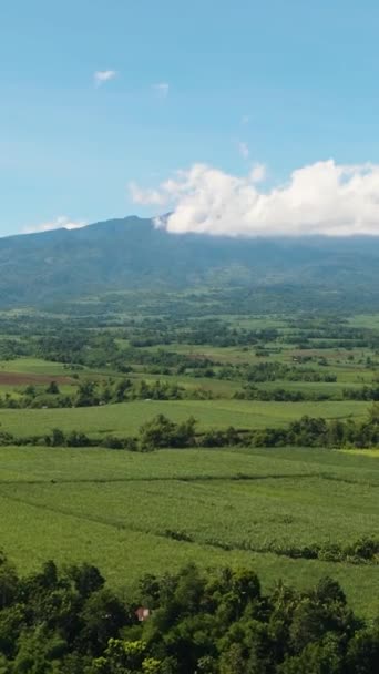 사탕수수 시골의 농경지입니다 네그로 필리핀 — 비디오