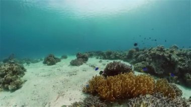 Tropikal balıklarla birlikte su altında mercan kayalıkları. Sert ve yumuşak mercanlar, sualtı manzarası. Seyahat tatili konsepti. Filipinler.