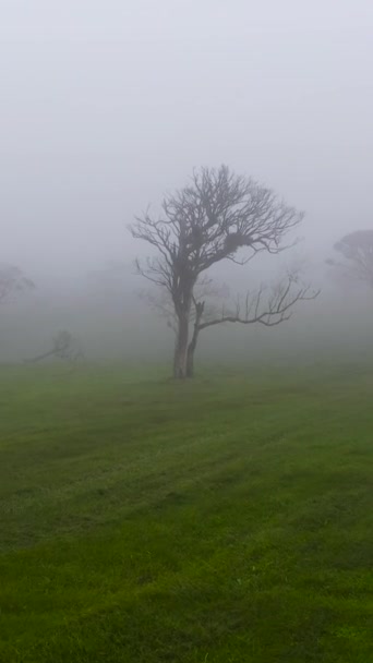 霧と雲に覆われた山の中で緑のフィールドや木の空中ビュー スリランカ — ストック動画
