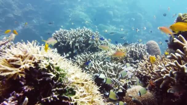 어류입니다 단단하고 부드러운 필리핀 레이테 — 비디오