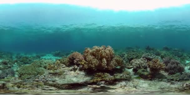 海中のサンゴ礁 ハードと柔らかいサンゴ 水中の風景です 旅行休暇のコンセプト フィリピンだ 仮想現実360 — ストック動画