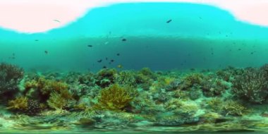 Renkli tropikal mercan resifi. Tropik mercan resifi. Su altı balıkları ve mercanlar. Filipinler. Sanal Gerçeklik 360.