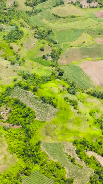 上から農地やサトウキビのプランテーションが見える農業風景 ネグロス フィリピン — ストック動画