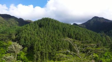 Mountain slopes covered with rainforest and jungle. Sri Lanka. View of the valley in the mountain province.