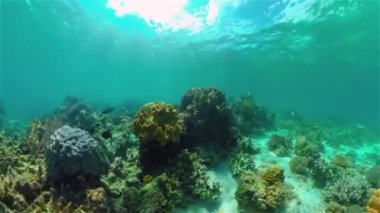 Yumuşak ve sert mercanlar. Su altı balık bahçesi resifi. Resif mercan sahnesi. Filipinler.