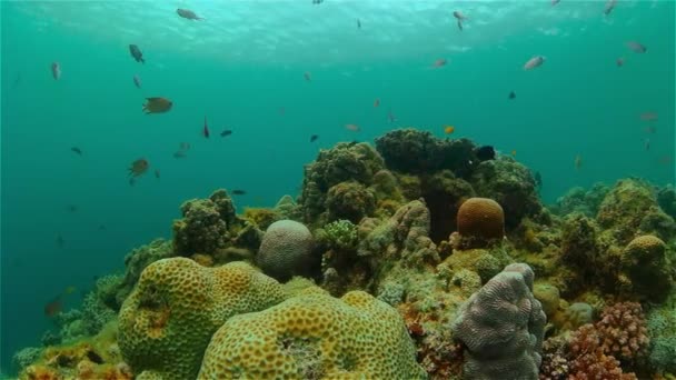 Escena Coral Arrecife Peces Marinos Tropicales Submarinos Corales Duros Blandos — Vídeos de Stock