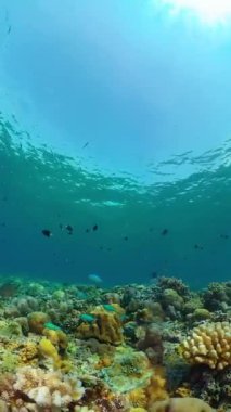 Suyun altındaki mercan kayalıklarında balıklar ve deniz yaşamı var. Mercan resifi ve tropikal balıklar.