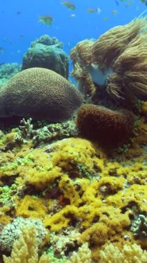 Tropikal balıklar ve mercan resifleri dalgıçlık yapıyor. Mercanlar ve tropik balıklarla dolu sualtı dünyası.