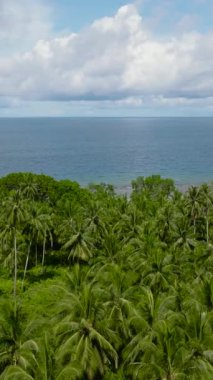 Tropik bir adanın kıyısındaki palmiye ağaçları Balabac ve mavi deniz. Palawan 'da. Filipinler.