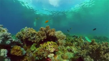 Renkli tropikal mercan resifi. Sahne resifi. Deniz yaşamı deniz dünyası. Filipinler.