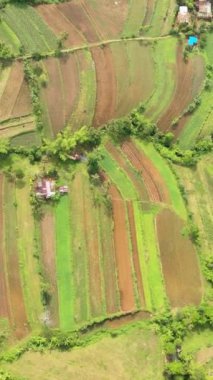 Terraces with farmland on the slopes of the hills in the highlands. Negros, Philippines