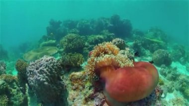 Tropik renkli sualtı denizleri. Sualtı Canlı Balıklı Mercan Bahçesi. Sualtı tropikal renkli yumuşak sert mercanlar deniz manzarası. Filipinler.