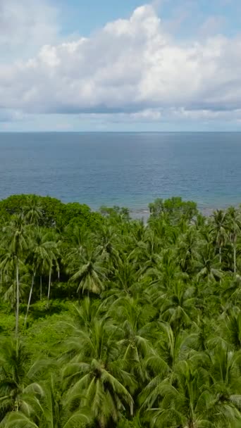 Palmy Pobřeží Tropického Ostrova Balabac Modré Moře Palawan Filipíny — Stock video