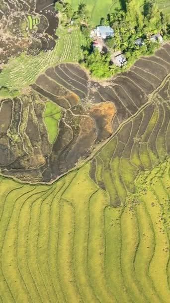从空中俯瞰稻田和农田中农民的房屋 Negros 菲律宾 — 图库视频影像