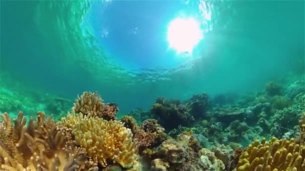 熱帯水中カラフルなサンゴ礁 熱帯の水中魚 フィリピン — ストック動画