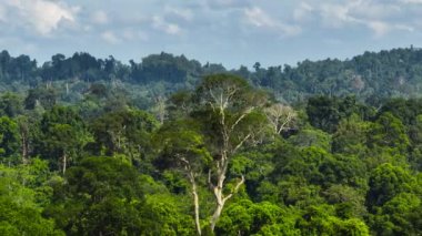 Bitmeyen yeşil yağmur ormanlarının ve ormanın havadan görünüşü. Sabah, Borneo, Malezya.