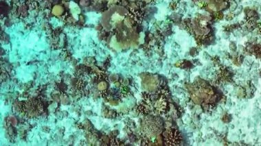 Mercan resifinden ve turkuaz sudaki balıklardan görüntü al. Borneo, Malezya.