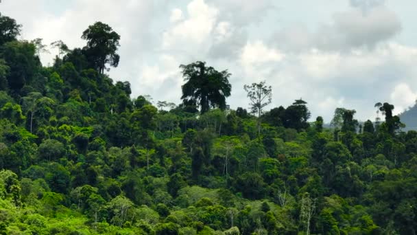 Горные Склоны Покрыты Тропическими Лесами Джунглями Борнео Сабах Малайзия — стоковое видео
