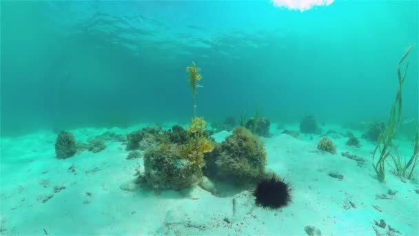 Uma Colónia Ouriços Mar Negro Fundo Arenoso Ouriço Mar Echinothrix — Vídeo de Stock