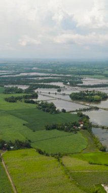 Tarlaları ve pirinç tarlaları olan bir kırsal. Zenciler, Filipinler