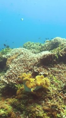 Tropikal balıklar ve mercan resifleri suyun altında. Sert ve yumuşak mercanlar, sualtı manzarası.