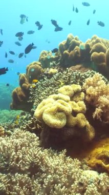 Su altı balık bahçesi resifi. Resif mercan sahnesi. Suyun altında deniz manzarası. Filipinler.