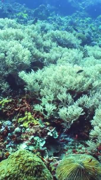 Onderwater Scene Coral Reef Tropische Onderwatervissen Filippijnen — Stockvideo