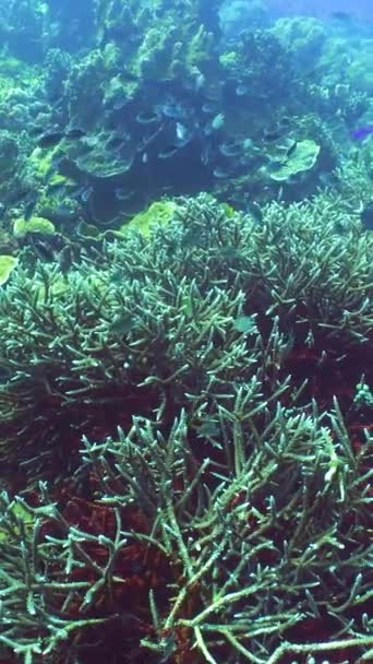 Подводный Мир Коралловым Рифом Тропическими Рыбами Концепция Туристического Отпуска — стоковое видео
