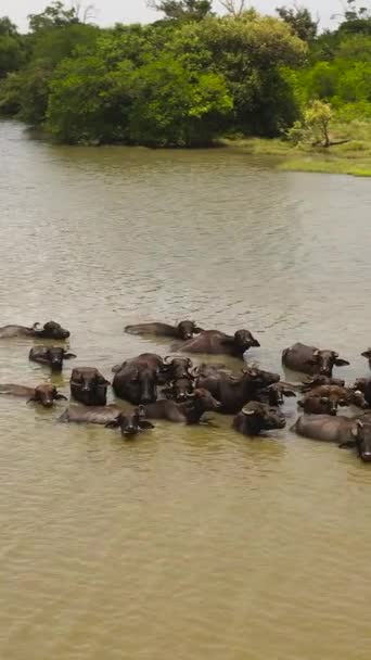 Herd Buffaloes River Sri Lanka — Stock Video