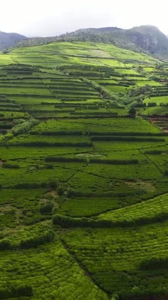 スリランカのお茶の不動産風景のトップビュー お茶の緑のフィールドと風景 スリランカのヌワラエリヤ — ストック動画