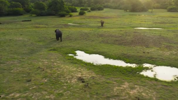 Drone Aéreo Elefantes Para Selva Durante Pôr Sol Sri Lanka — Vídeo de Stock