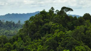 Yağmur ormanlarının ve tropik bölgelerdeki uzun ağaçların hava aracı. Orman manzarası. Borneo, Malezya.
