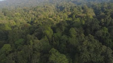 Hava manzaralı, yemyeşil bitki örtüsü ve dağları olan tropikal bir orman. Tropikal manzara, Endonezya 'nın dağlık bölgesinde yağmur ormanı. yeşil, yemyeşil bitki örtüsü. hava görüntüleri