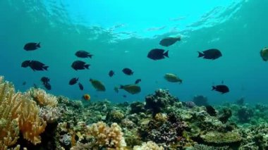 Tropikal balıklar ve mercan resifleri dalgıçlık yapıyor. Mercanlar ve tropik balıklarla dolu sualtı dünyası.