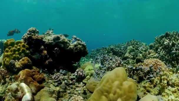 Underwater Colorful Tropical Fishes Wonderful Beautiful Underwater Colorful Fishes Corals — Wideo stockowe