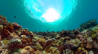 Sualtı Sahne Mercan Resifi. Tropik sualtı balıkları..