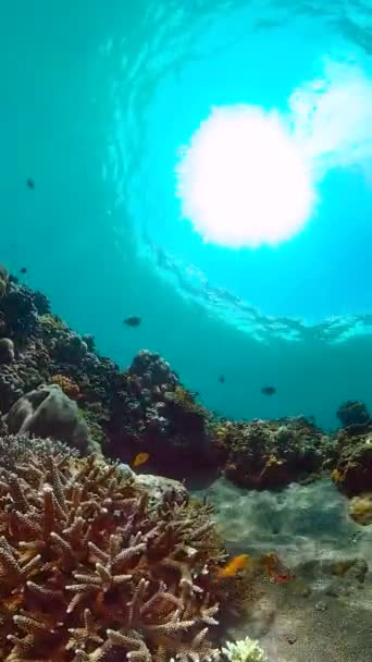 热带鱼珊瑚海礁 海底热带生物 热带水下海鱼 海底鱼类礁海洋 热带多彩的水下海景 — 图库视频影像