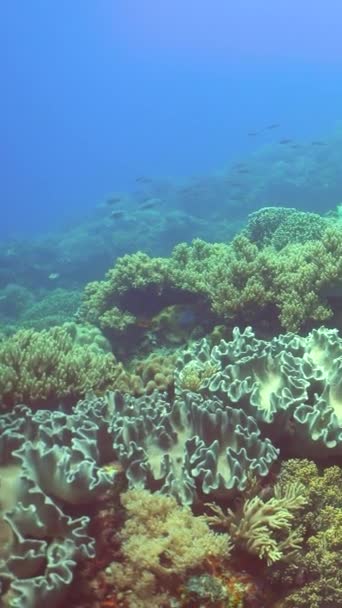 Barevný Tropický Korálový Útes Tvrdé Měkké Korály Podvodní Krajina Koncept — Stock video