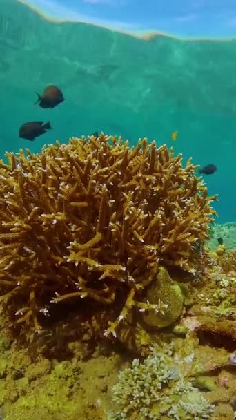 Sealife Dyk Nära Ett Korallrev Vackra Färgglada Tropiska Fiskar Livliga — Stockvideo