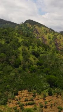 Yağmur ormanları, ağaçlar ve bulutlarla kaplı mavi gökyüzünün havadan görünüşü. Sri Lanka. Dikey video.