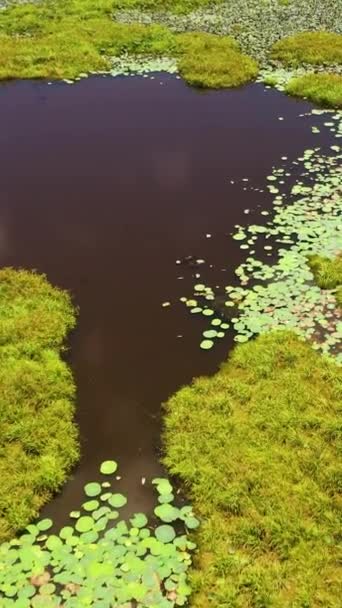 Aerial Drone Wetlands Jungles National Park Sri Lanka — Vídeos de Stock