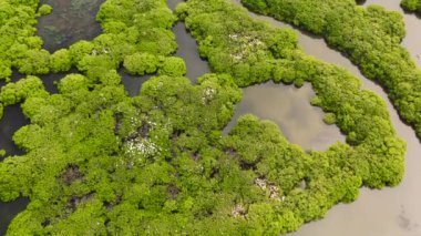 Mangrove ağaçlarının sel basmış topraklardaki en üst manzarası.