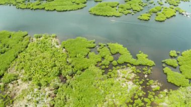 Siargao Adası, Filipinler 'deki havadan panoramik mangrov ormanı manzarası. Mangrov manzarası