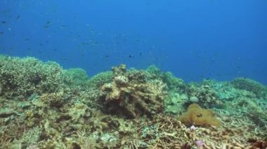 Tropik deniz ve mercan resifi. Sualtı Balık ve Mercan Bahçesi. Su altı deniz balığı. Tropik resif denizcisi. Renkli sualtı deniz manzarası. Filipinler. Sipadan, Malezya.