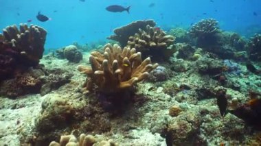Yumuşak ve sert mercanlar. Su altı balık bahçesi resifi. Resif mercan sahnesi. Sipadan, Malezya.