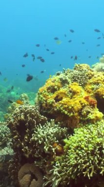 Resif Mercan Sahnesi. Tropik sualtı balığı. Sert ve yumuşak mercanlar, sualtı manzarası. Filipinler.