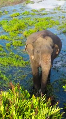 Orman ve tropikal bitki örtüsü arasındaki bataklıktaki fil görüntüsü. Arugam Körfezi Sri Lanka.